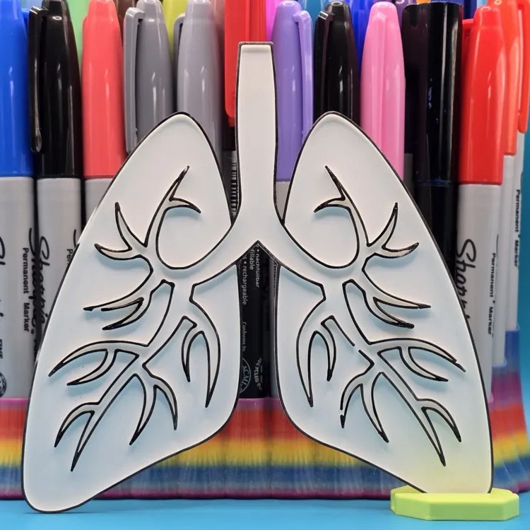 Modèles Anatomiques 3D 🩺 Support pédagogique